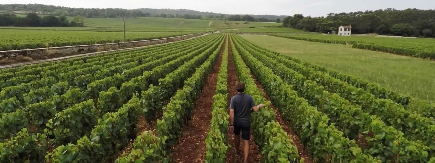 Burgundy vineyards