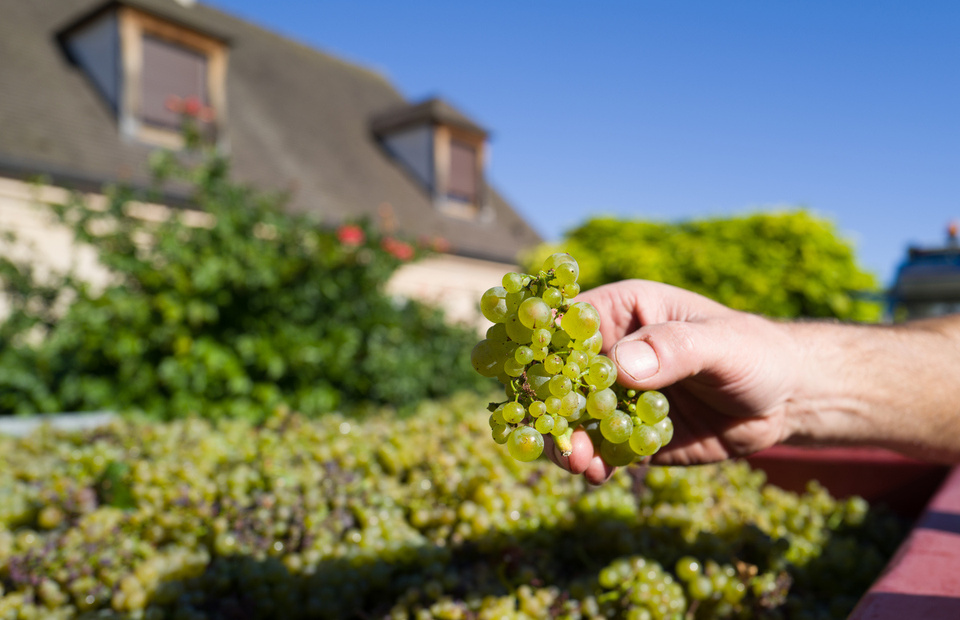 Domaine Antoine Jobard