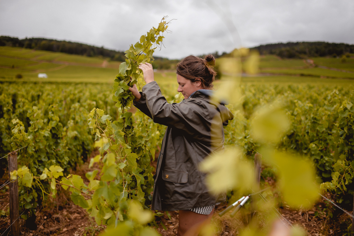 Domaine Violot-Guillemard